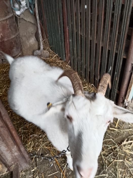 Продам котную козу
