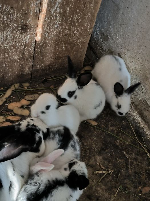 Iepurași mici de vânzare