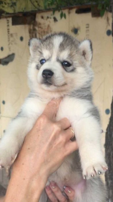 Наимелейшая серебристая девочка хаски