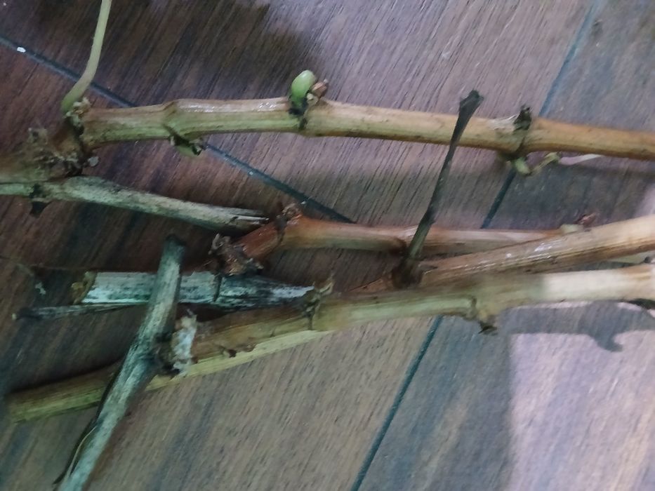 Crâligie de vită de vie mai multe soiuri