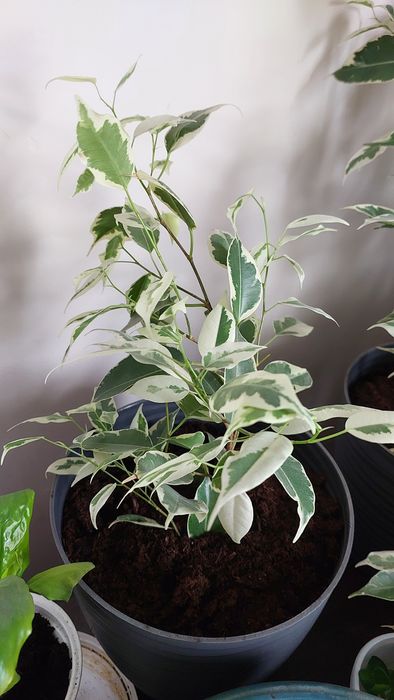 Продам Фикус Бенджамина