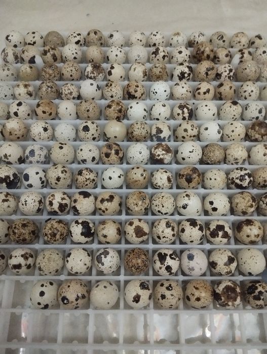 Инкубацио тухум белый гегант