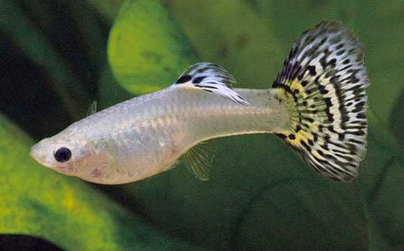 гупешки - гупешки