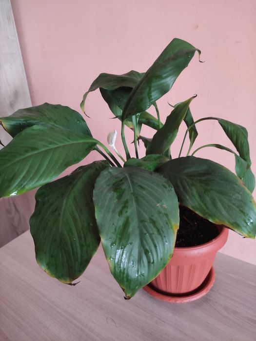 Женское счастье продам