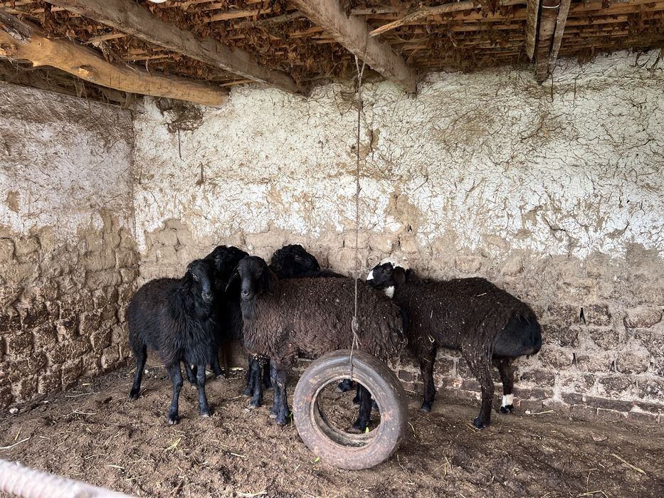 Xissori qo’ylar xonadonniki