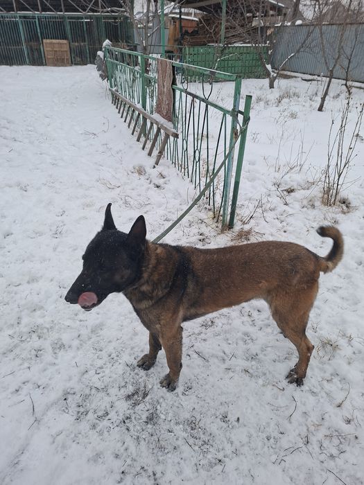 Белгийсеая овчарка  Малинуа