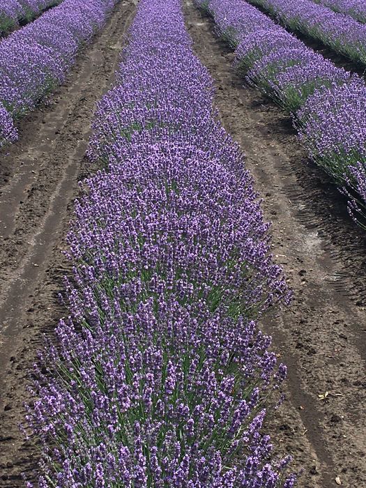 Разсад лавандула