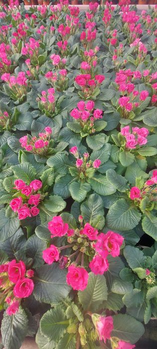 Primule, zambile 1 martie