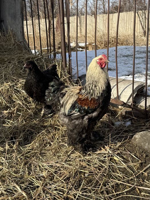 Продам петухов брамы