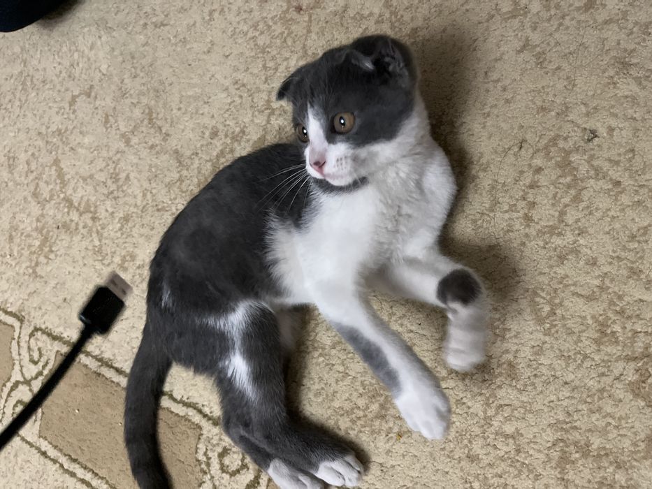 Кошка домашний шатланский
