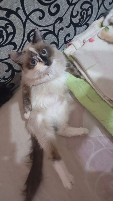 Отдам котят в хорошие руки