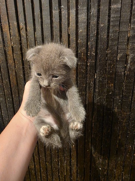 Котята ищут добрые руки