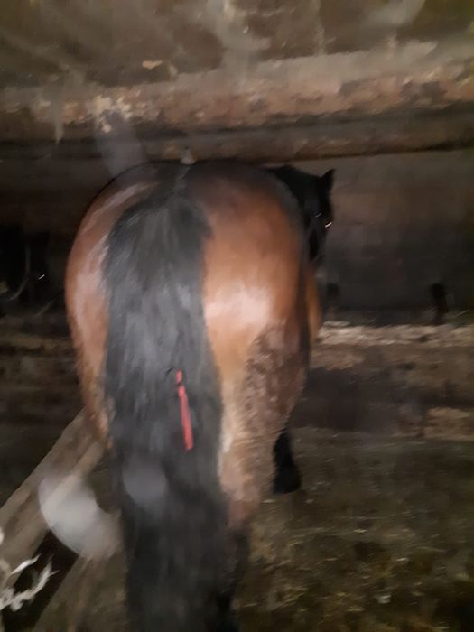 Vând mânz de 3 ani jumătate