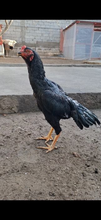 Бойцов, дакан.,.