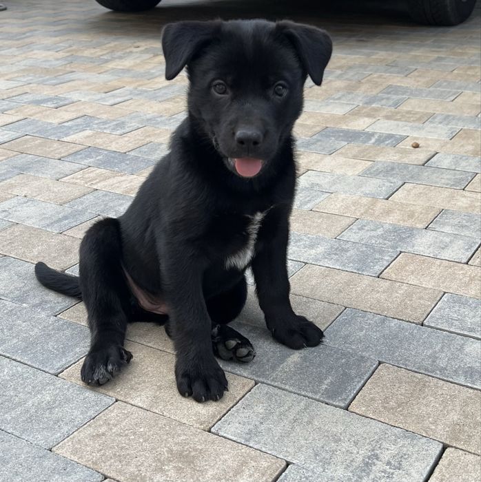 Donam catelusa Husky-Labrador