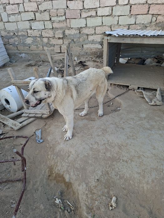 Алабай 1жас 5ай.Еркек және ұрғашы өте әдемі өте сақ ит.сатылады.50мың