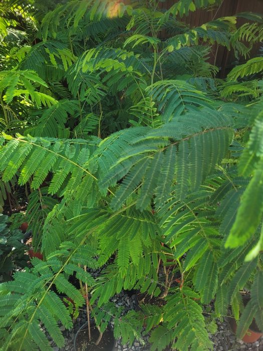 Arbore de matase