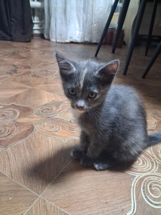 Отдам котенка домашнего