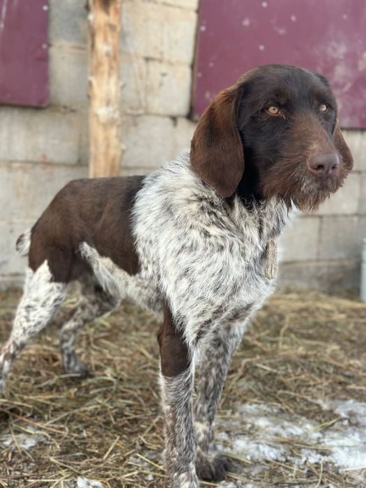 Немецкий дратхаар!!!