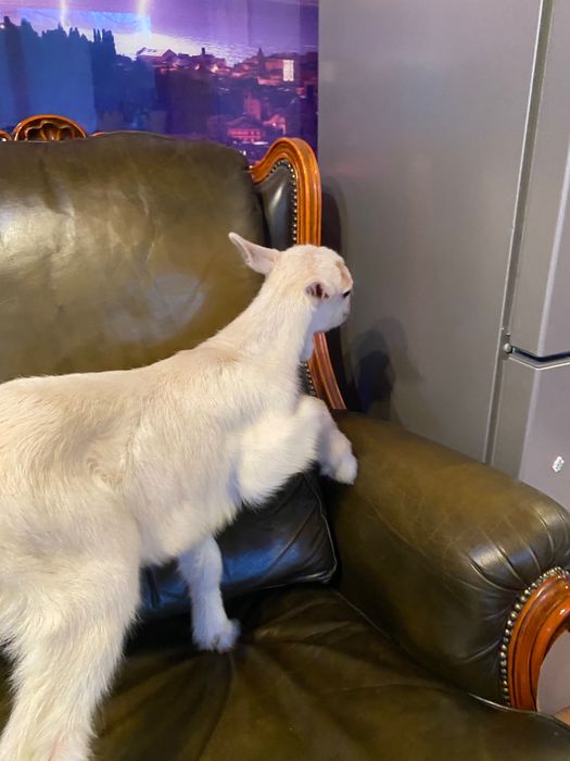 Tap de vânzare  10 luni