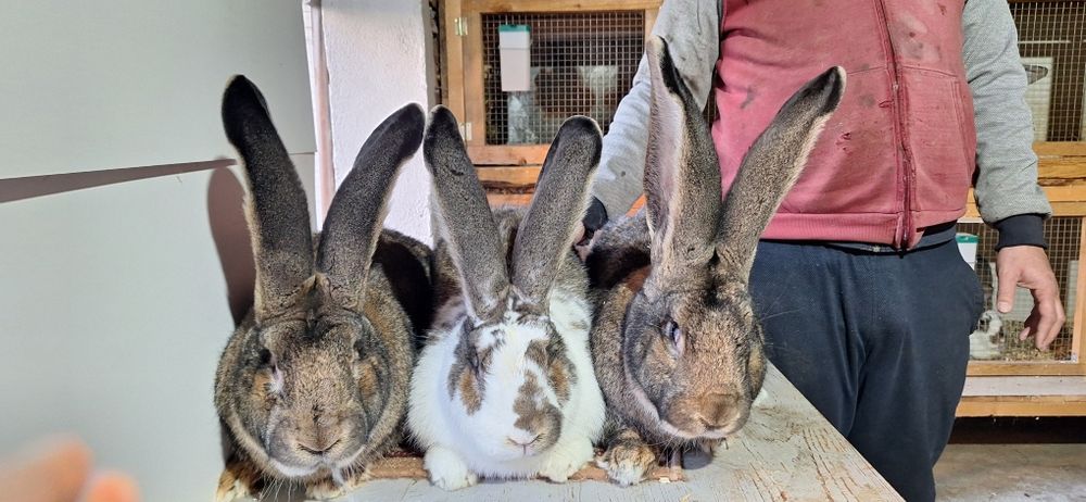 Белгийски великани