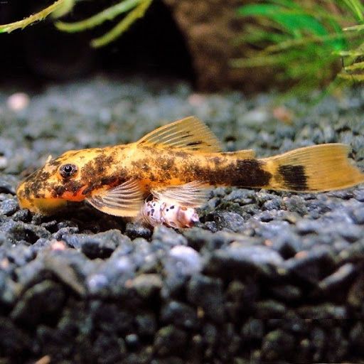 Анциструсы вуалевые леопарды