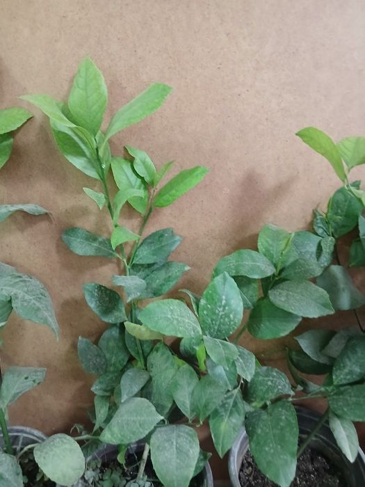 Лимон ташкентский плодоносящий 2х летний