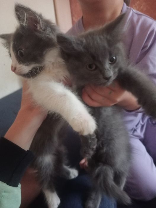 Отдам котят  бесплатно