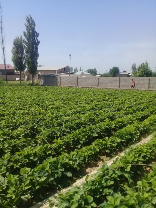 Yangiyo‘lda zo‘r joyda uchastka sotiladi!