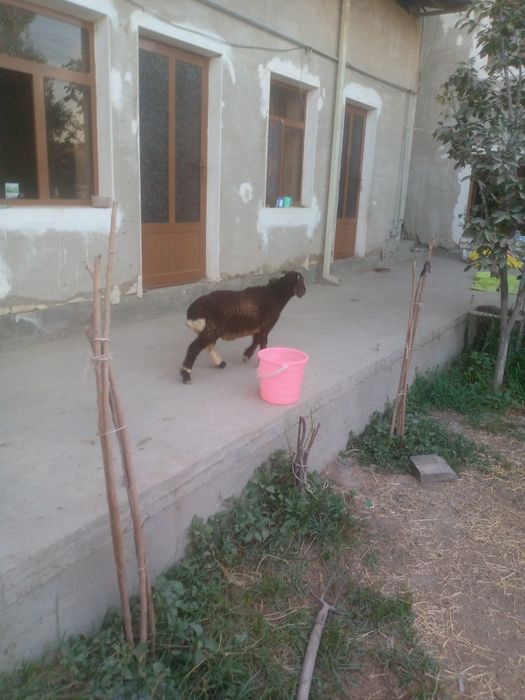Semiz Shir boz q6chqorbarra