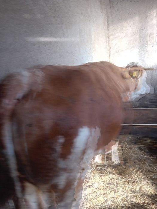 Vaci de vânzare afata și cu  lapte