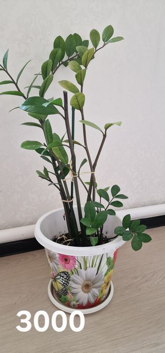 Доллар гүлдері сатылады