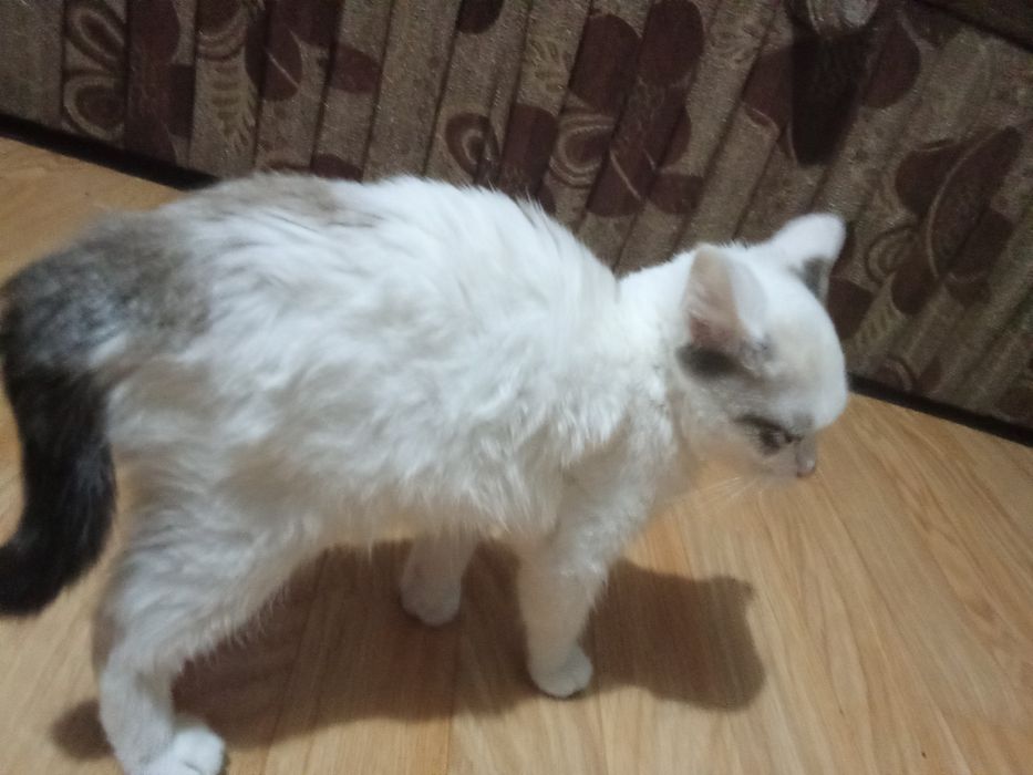 Отдам в добрые руки