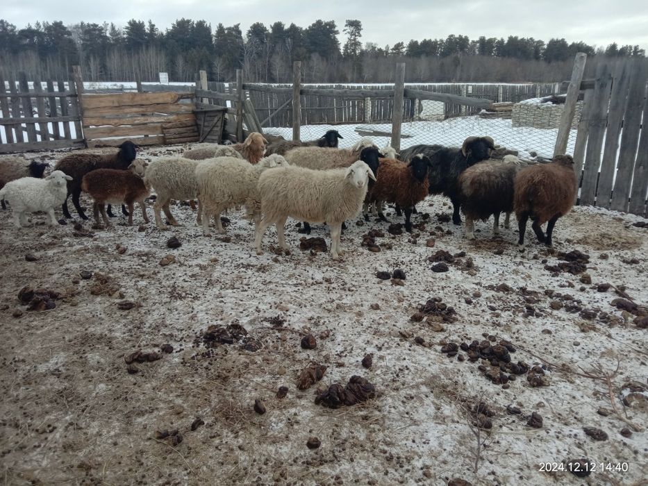 Продам баранов. Посёлок Красный кардон