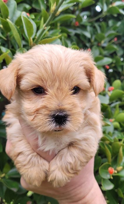 Йоркширски териер  - мини!!!