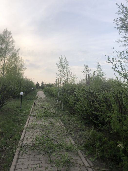 Спил деревьев,подрезка, кронирование!