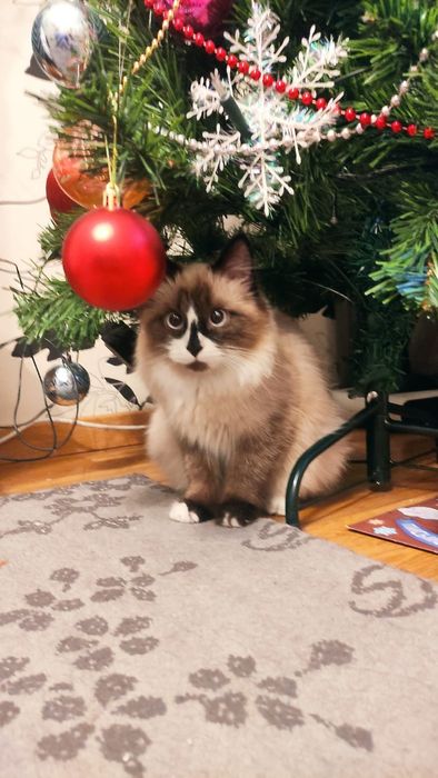 Потерялась кошка