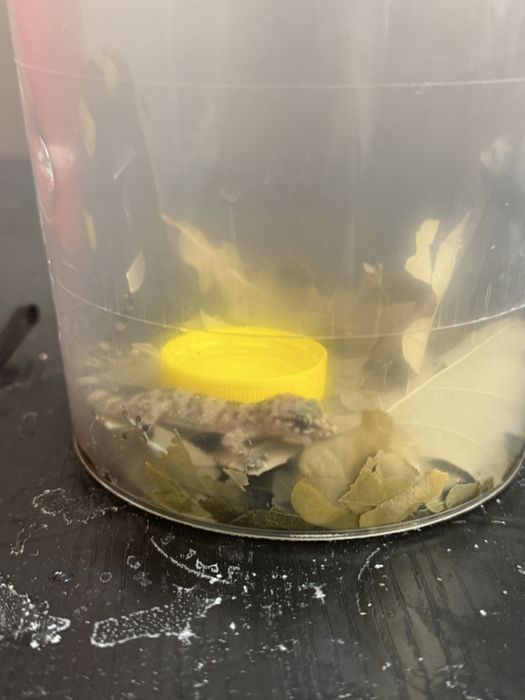 продам геккона Hemidactylus turcicus