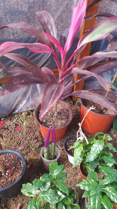 Комнатные цветы от  500 теңге