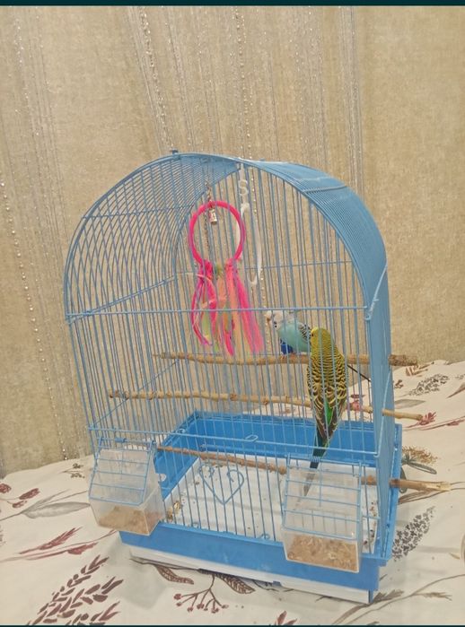 Продам попугаев волнистые