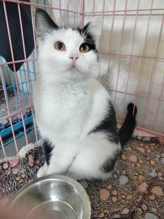 Отдадим кошек в добрые руки