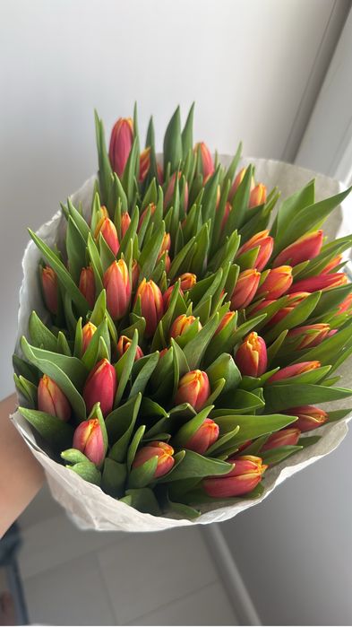 Тюльпан оптом от 350 тенге!