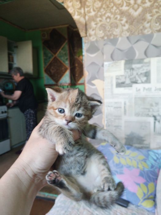 Котенок скотиш страйт