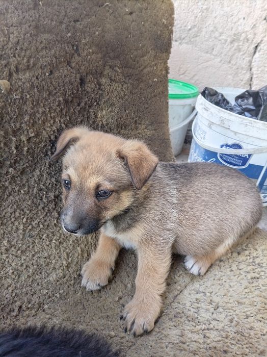 Отдам щенков в добрые руки