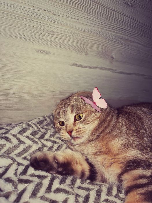 Шотландская вислоухая кошка
