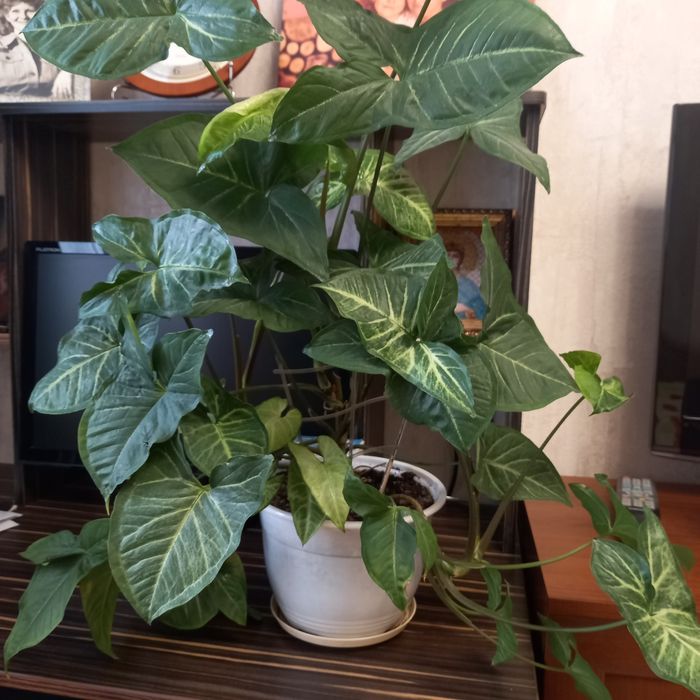 Продам комнатные растения