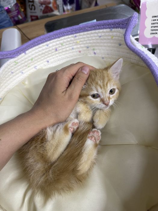 Котята полубританцы, помесь