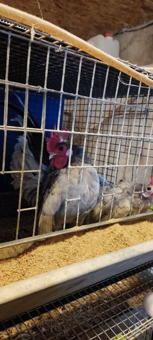 Яйца малайзийская серама.