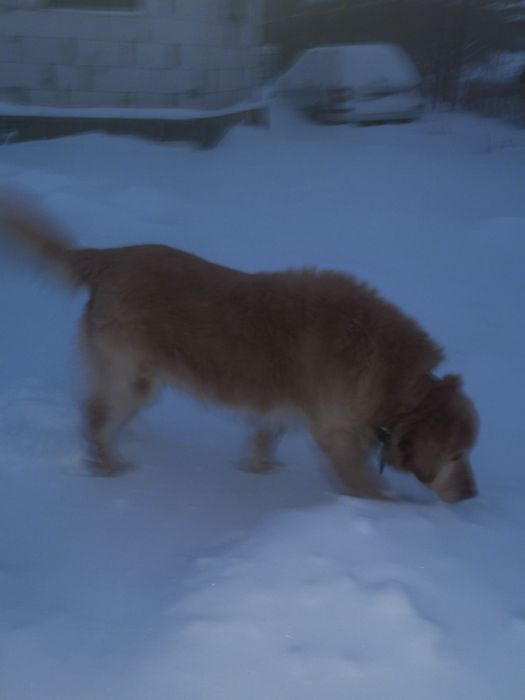 Ищем девочку лабрадора для нашего золотиского ретривера.