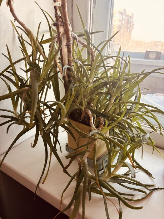 Алое в хорошем состоянии